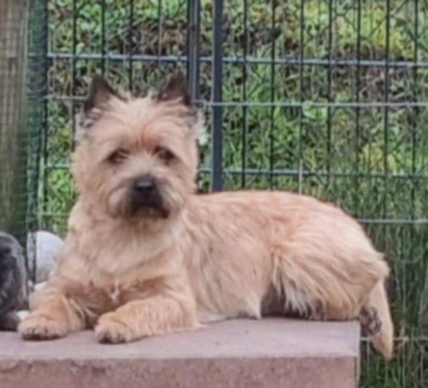 Trumptington's Marvel for Lucky Goblins 