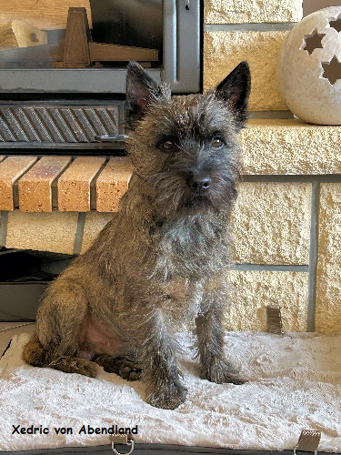 Xedric von Abendland 